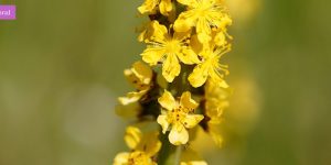 Agrimony