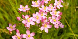 Centaury