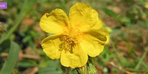 Rock Rose