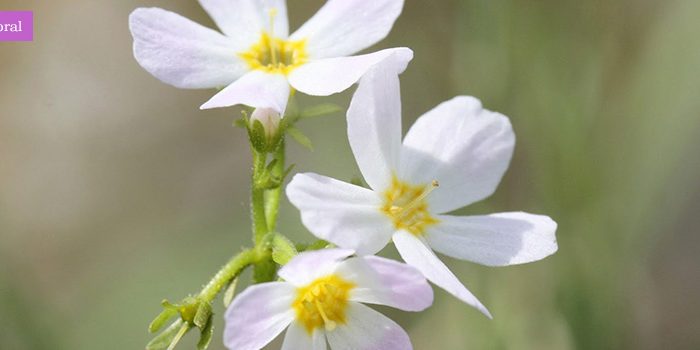 Water Violet