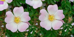 Wild Rose