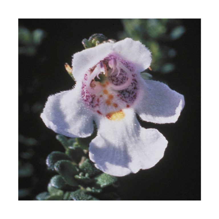 Alpine Mint Bush - Flores de Bush - Imagen 2
