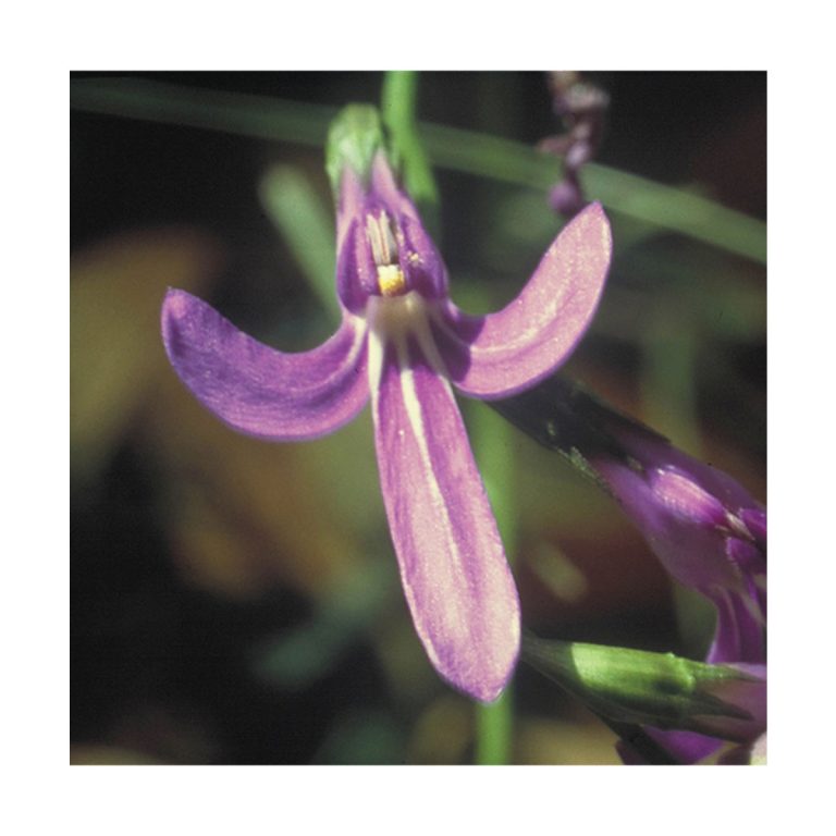 Angelsword - Flores de Bush - Imagen 2