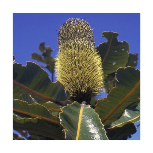 Banksia Robur - Flores de Bush - Imagen 2