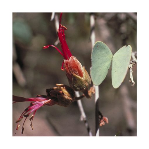 Bauhinia - Flores de Bush - Imagen 2