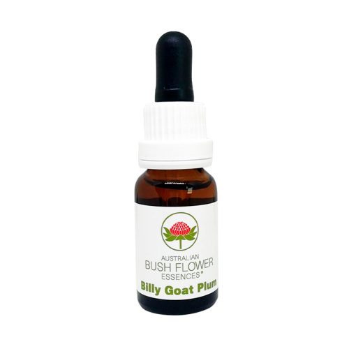Billy Goat Plum - Flores de Bush