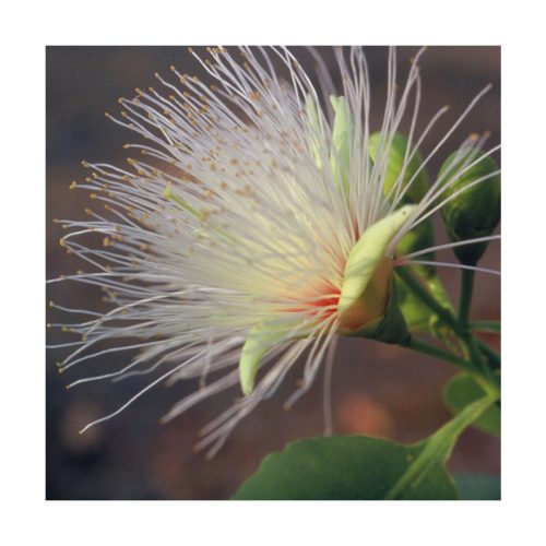 Billy Goat Plum - Flores de Bush - Imagen 2