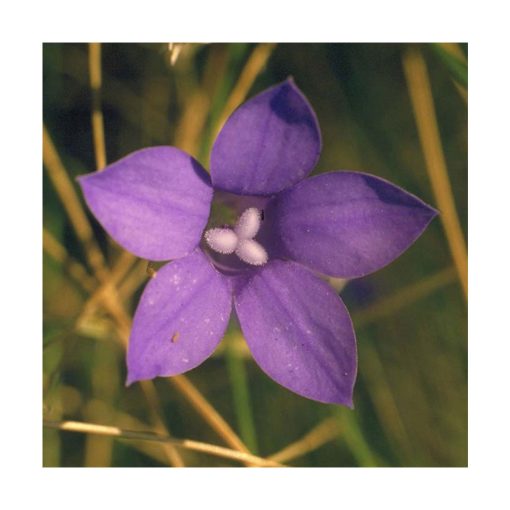 Bluebell - Flores de Bush - Imagen 2