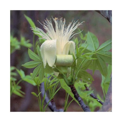 Boab - Flores de Bush - Imagen 2