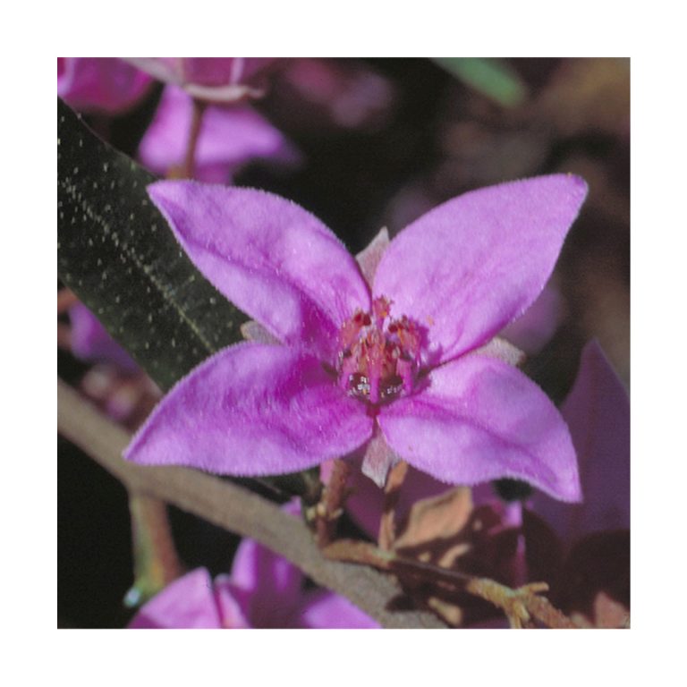 Boronia - Flores de Bush - Imagen 2
