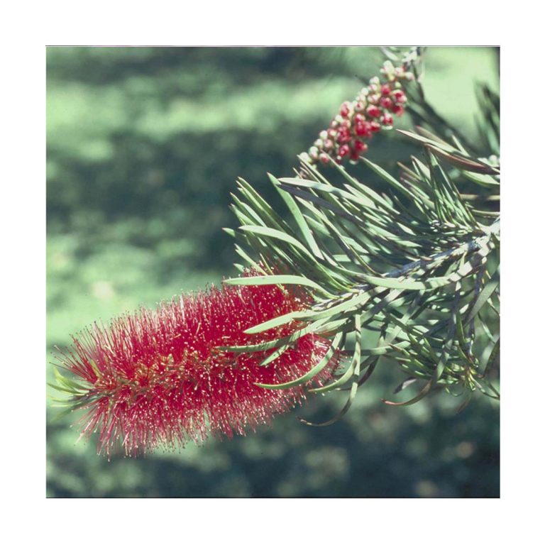 Bottlebrush - Flores de Bush - Imagen 2