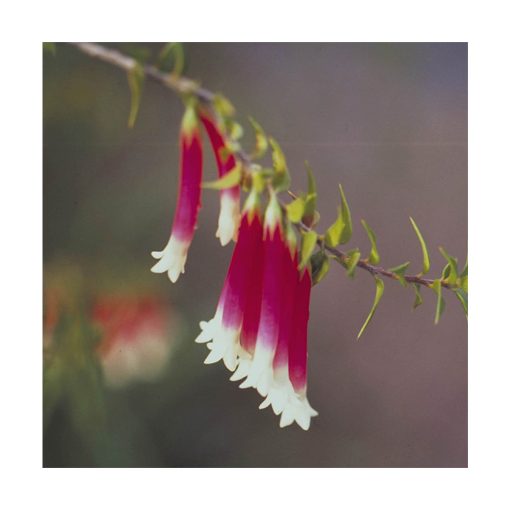 Bush Fuchsia - Flores de Bush - Imagen 2
