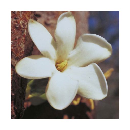 Bush Gardenia - Flores de Bush - Imagen 2