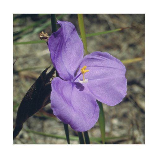 Bush Iris - Flores de Bush - Imagen 2
