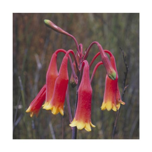Christmas Bell - Flores de Bush - Imagen 2
