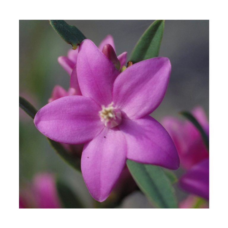 Crowea - Flores de Bush - Imagen 2