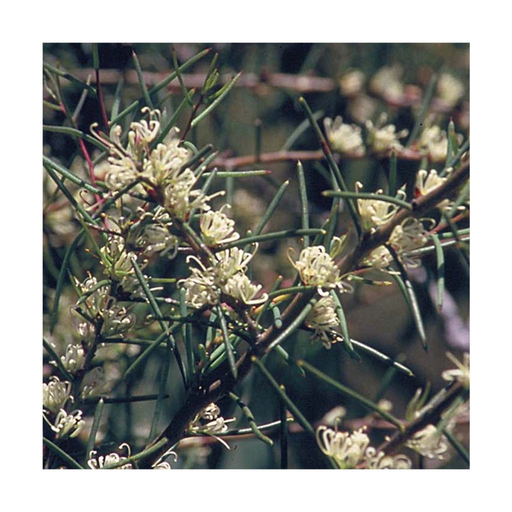 Dagger Hakea Flores de Bush Gaia Esencias