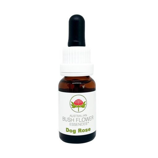 Dog Rose - Flores de Bush