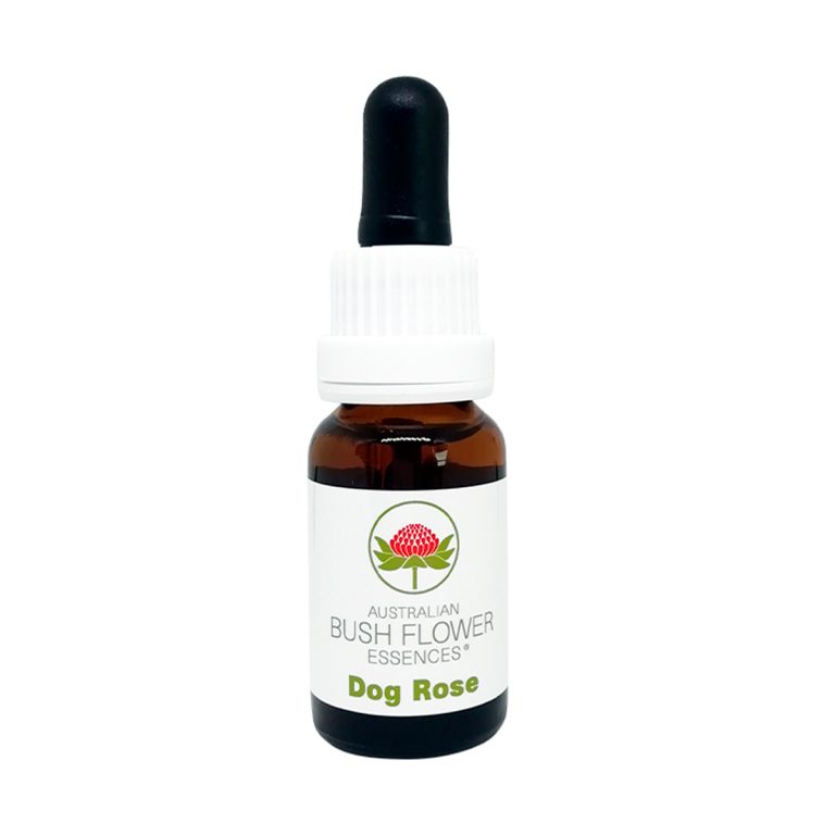 Dog Rose - Flores de Bush