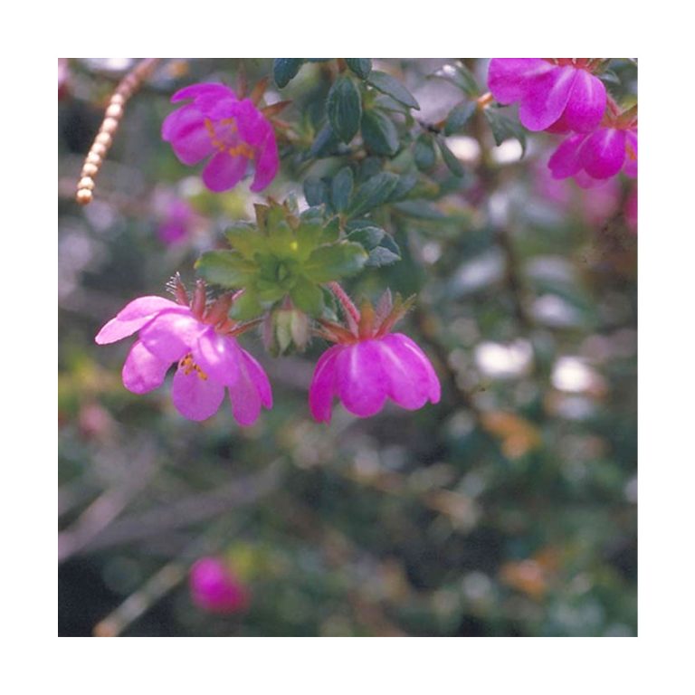 Dog Rose - Flores de Bush - Imagen 2
