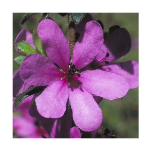 Dog Rose of the Wild Forces - Flores de Bush - Imagen 2