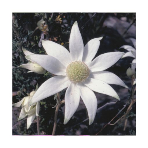 Flannel Flower - Flores de Bush - Imagen 2