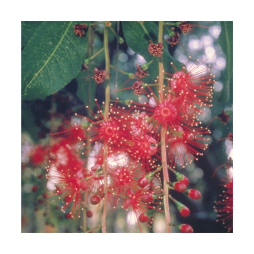 Freshwater Mangrove - Flores de Bush - Imagen 2