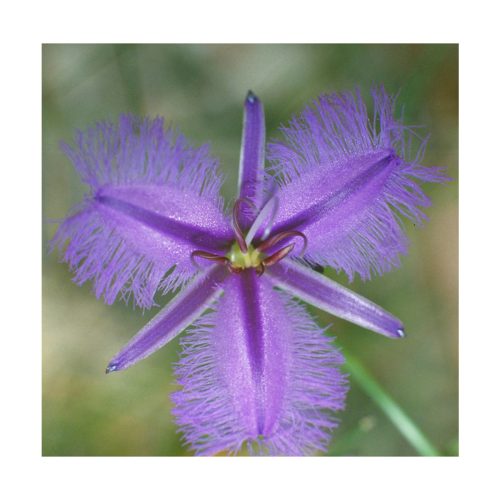 Fringed Violet - Flores de Bush - Imagen 2