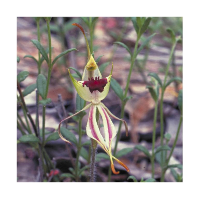 Green Spider Orchid - Flores de Bush - Imagen 2