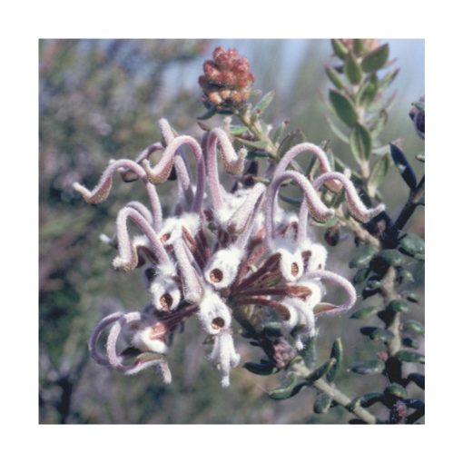 Grey Spider Flower - Flores de Bush - Imagen 2