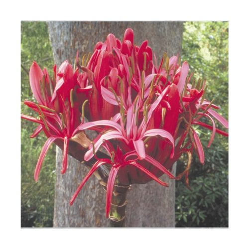 Gymea Lily - Flores de Bush - Imagen 2