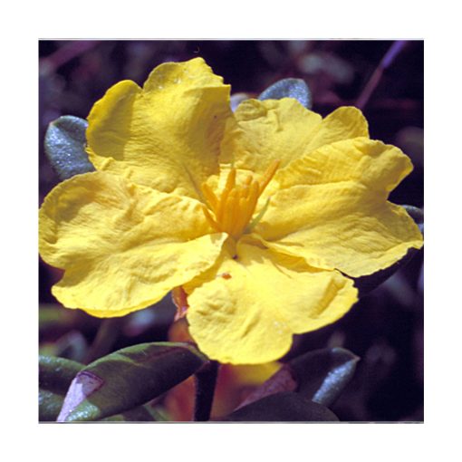 Hibbertia - Flores de Bush - Imagen 2