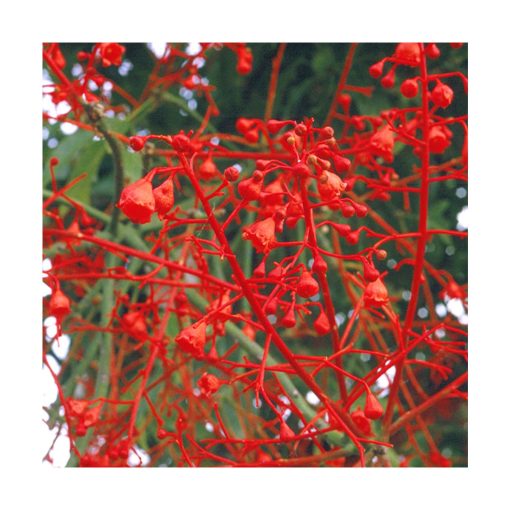 Illawarra Flame Tree - Flores de Bush - Imagen 2