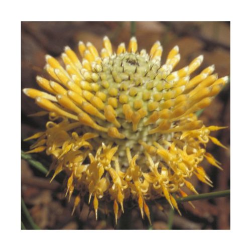 Isopogon - Flores de Bush - Imagen 2