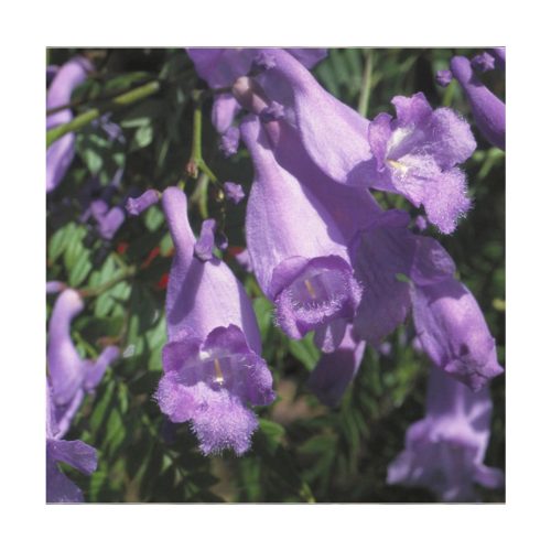 Jacaranda - Flores de Bush - Imagen 2