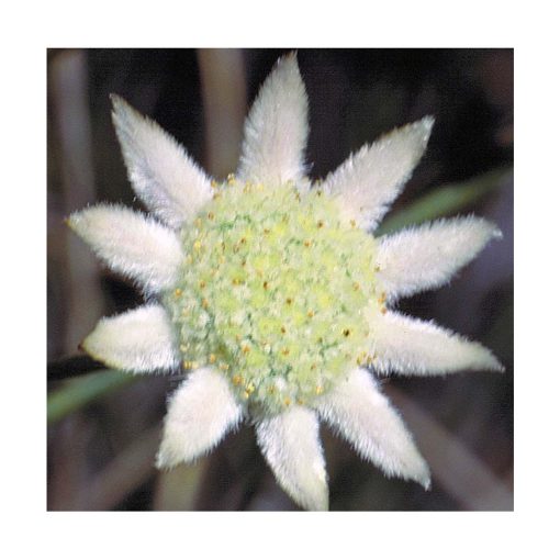 Little Flannel Flower - Flores de Bush - Imagen 2