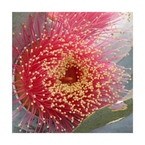 Macrocarpa - Flores de Bush - Imagen 2