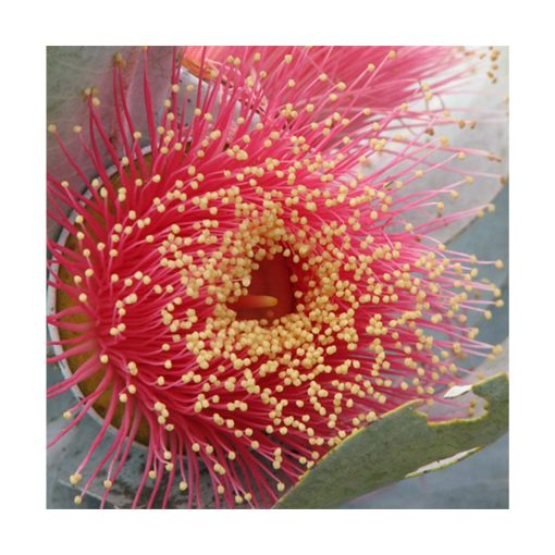 Macrocarpa - Flores de Bush - Imagen 2