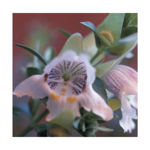 Mint Bush - Flores de Bush - Imagen 2