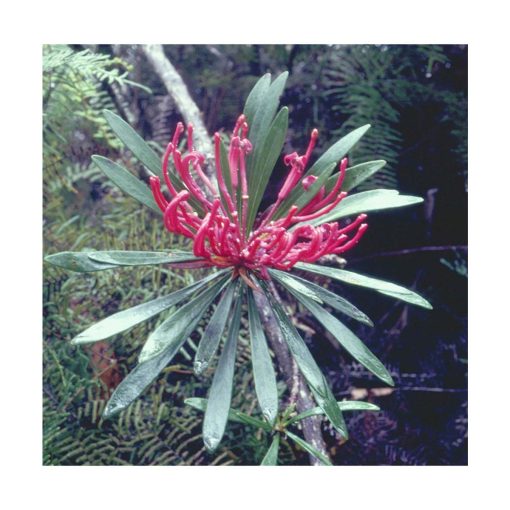 Monga Waratah - Flores de Bush - Imagen 2