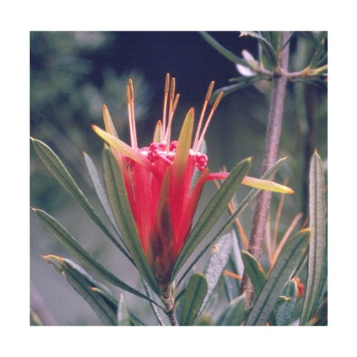 Mountain Devil - Flores de Bush - Imagen 2
