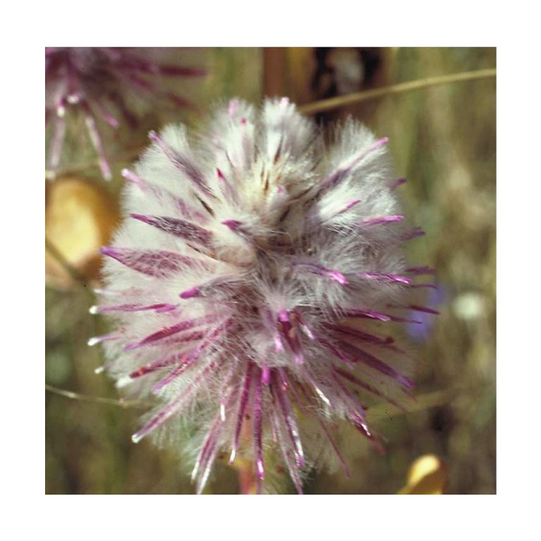 Mulla Mulla - Flores de Bush - Imagen 2
