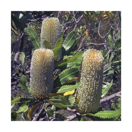 Old Man Banksia - Flores de Bush - Imagen 2