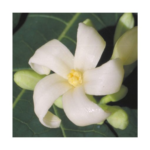 Paw Paw - Flores de Bush - Imagen 2