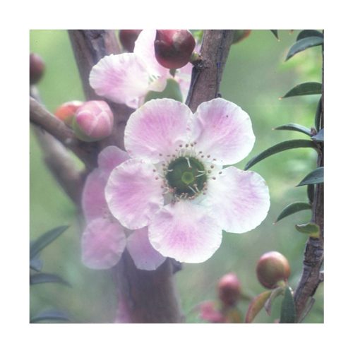 Peach-flowered Tea-tree - Flores de Bush - Imagen 2