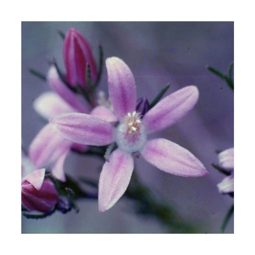 Philotheca - Flores de Bush - Imagen 2