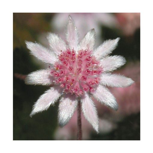 Pink Flannel Flower - Flores de Bush - Imagen 2