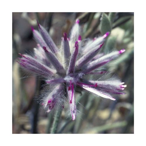Pink Mulla Mulla - Flores de Bush - Imagen 2