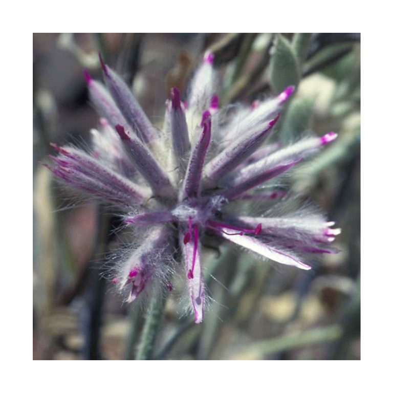 Pink Mulla Mulla - Flores de Bush - Imagen 2