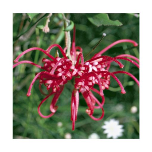 Red Grevillea - Flores de Bush - Imagen 2